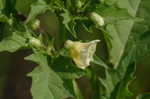 Cutleaf groundcherry